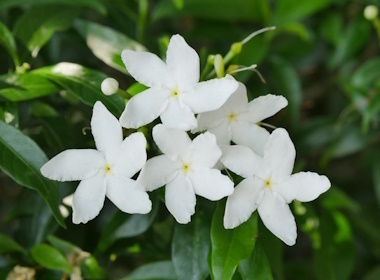 3-Crepe-jasmine-benefits.jpg